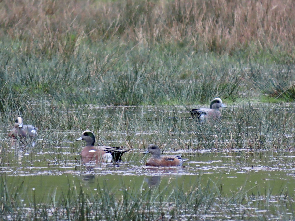 American Wigeon - ML626522562