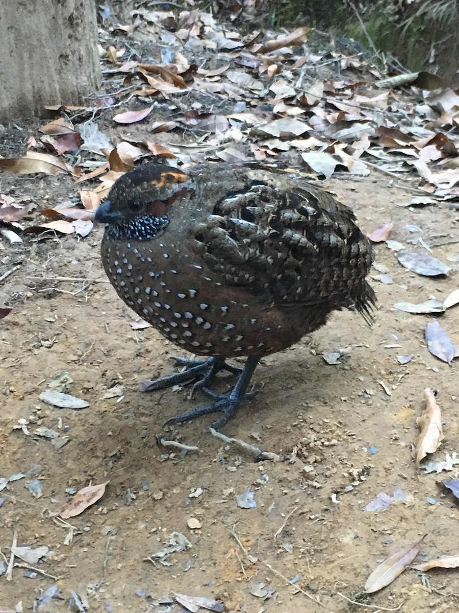 Spotted Wood-Quail - ML626522676