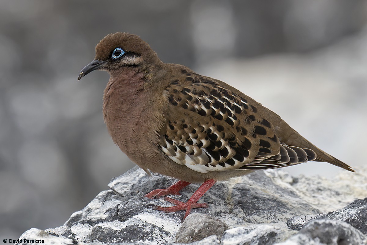 Galapagos Dove - ML626522714