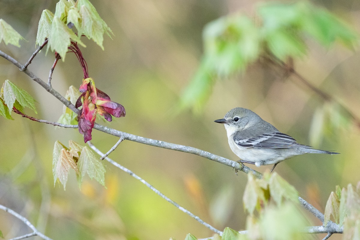 Pine Warbler - Jonathan Irons
