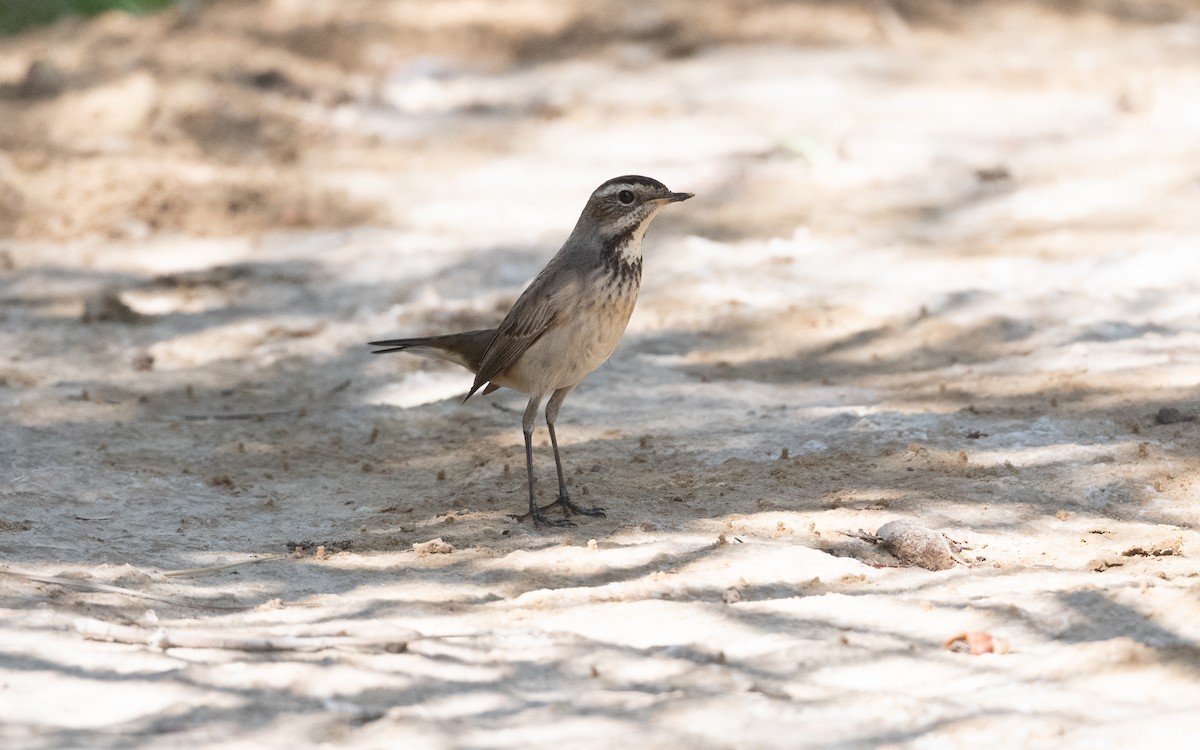 Bluethroat - ML626522856