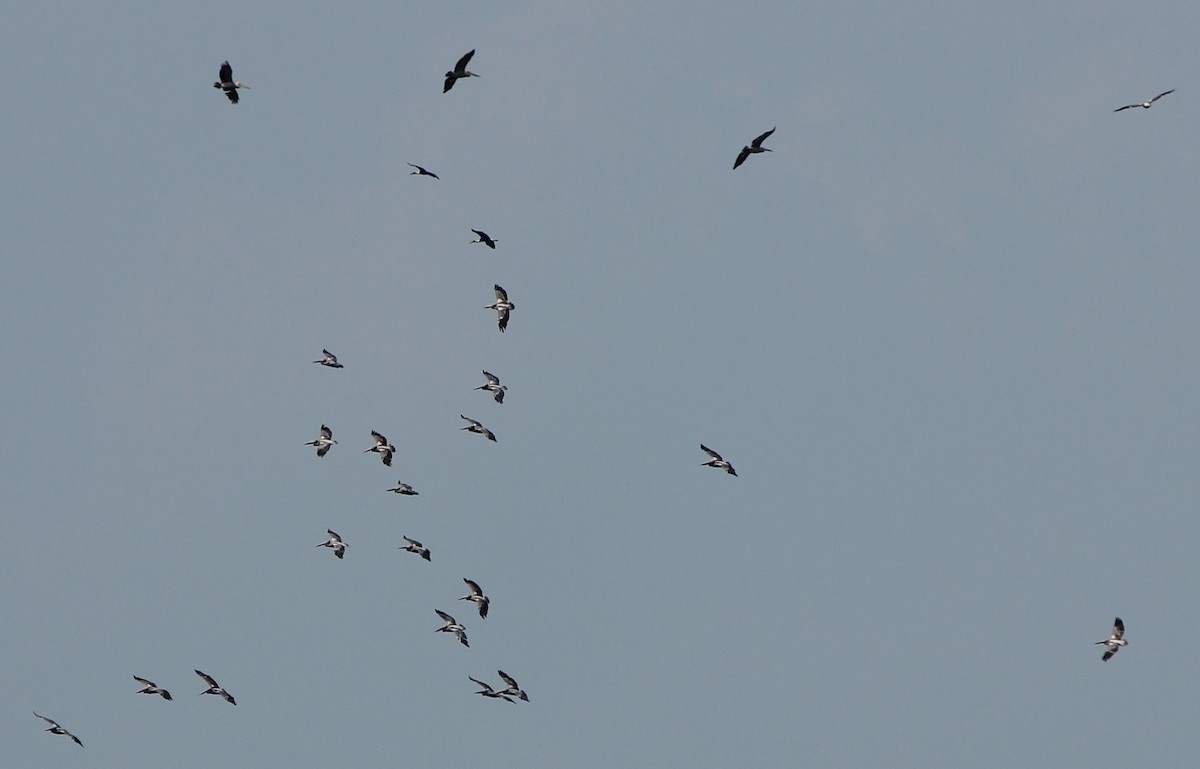 Spot-billed Pelican - ML626522862