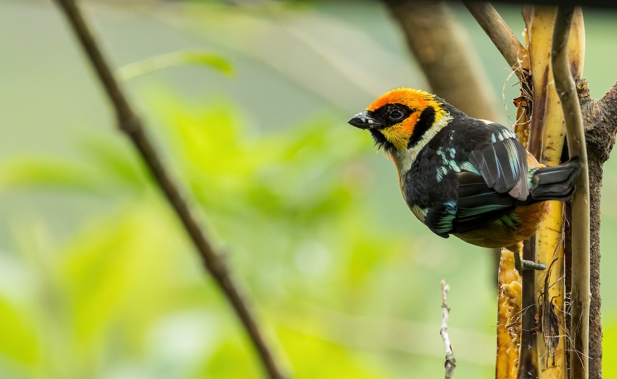 Flame-faced Tanager (Yellow-faced) - ML626522866