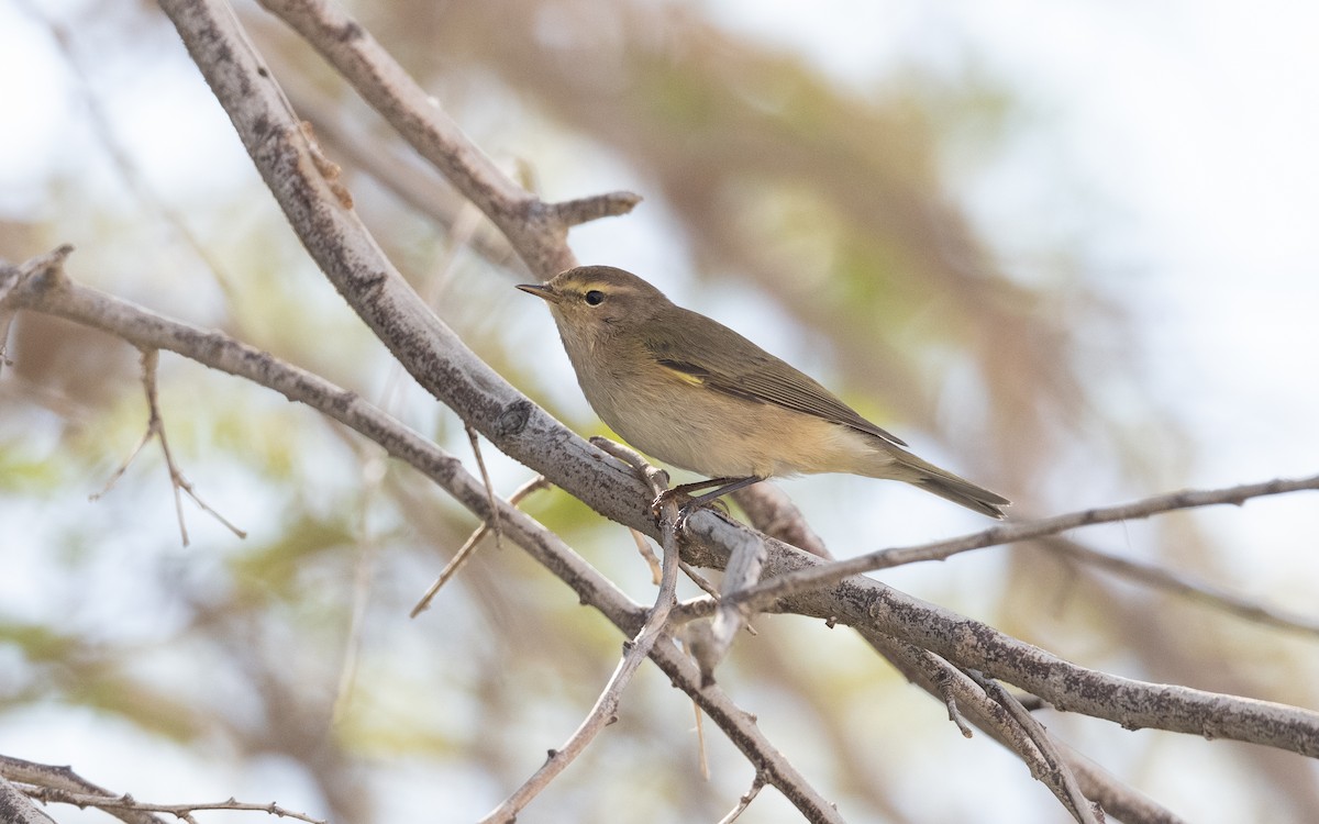 Common Chiffchaff - ML626522877