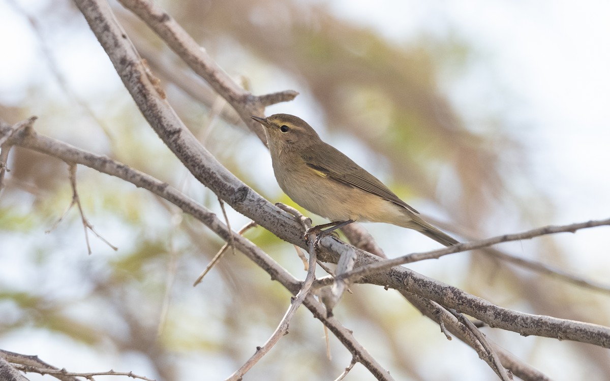 Common Chiffchaff - ML626522878