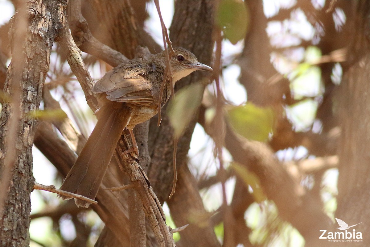 Terrestrial Brownbul - ML626522948