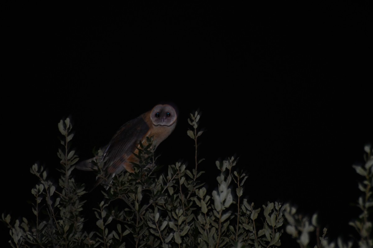 American Barn Owl - ML626523086