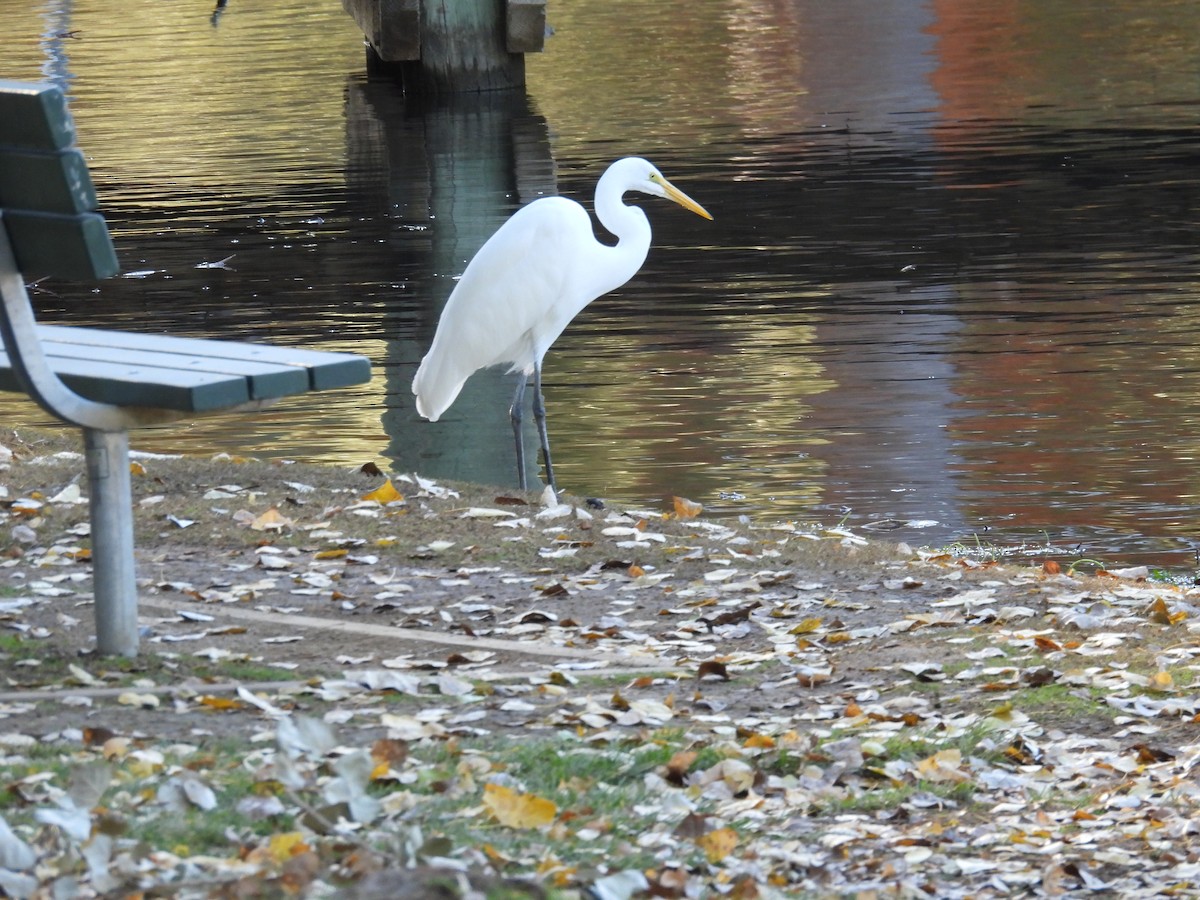 Great Egret - ML626523088