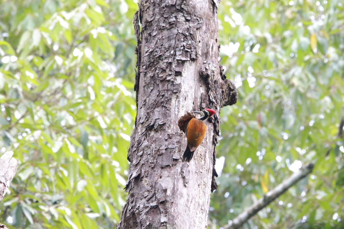 Malabar Flameback - ML626523089