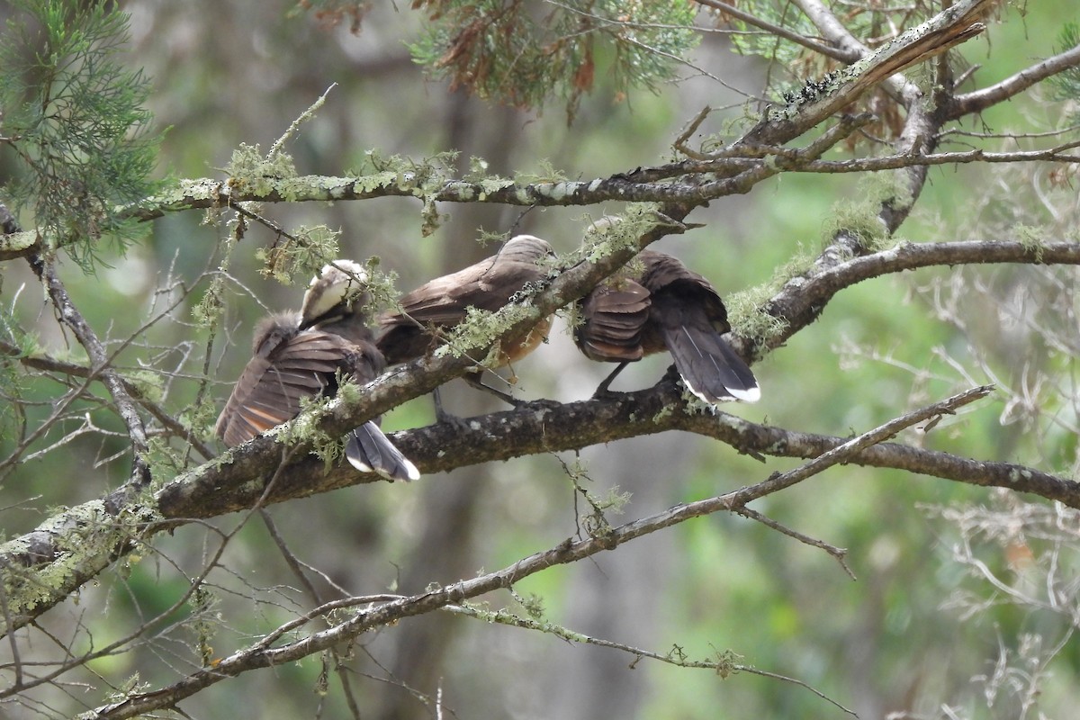 Gray-crowned Babbler - ML626523090