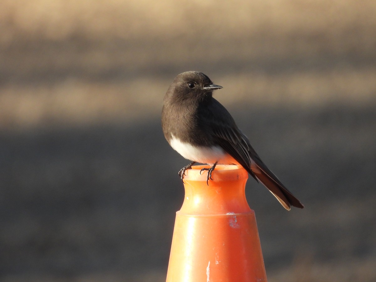 Black Phoebe - ML626523091