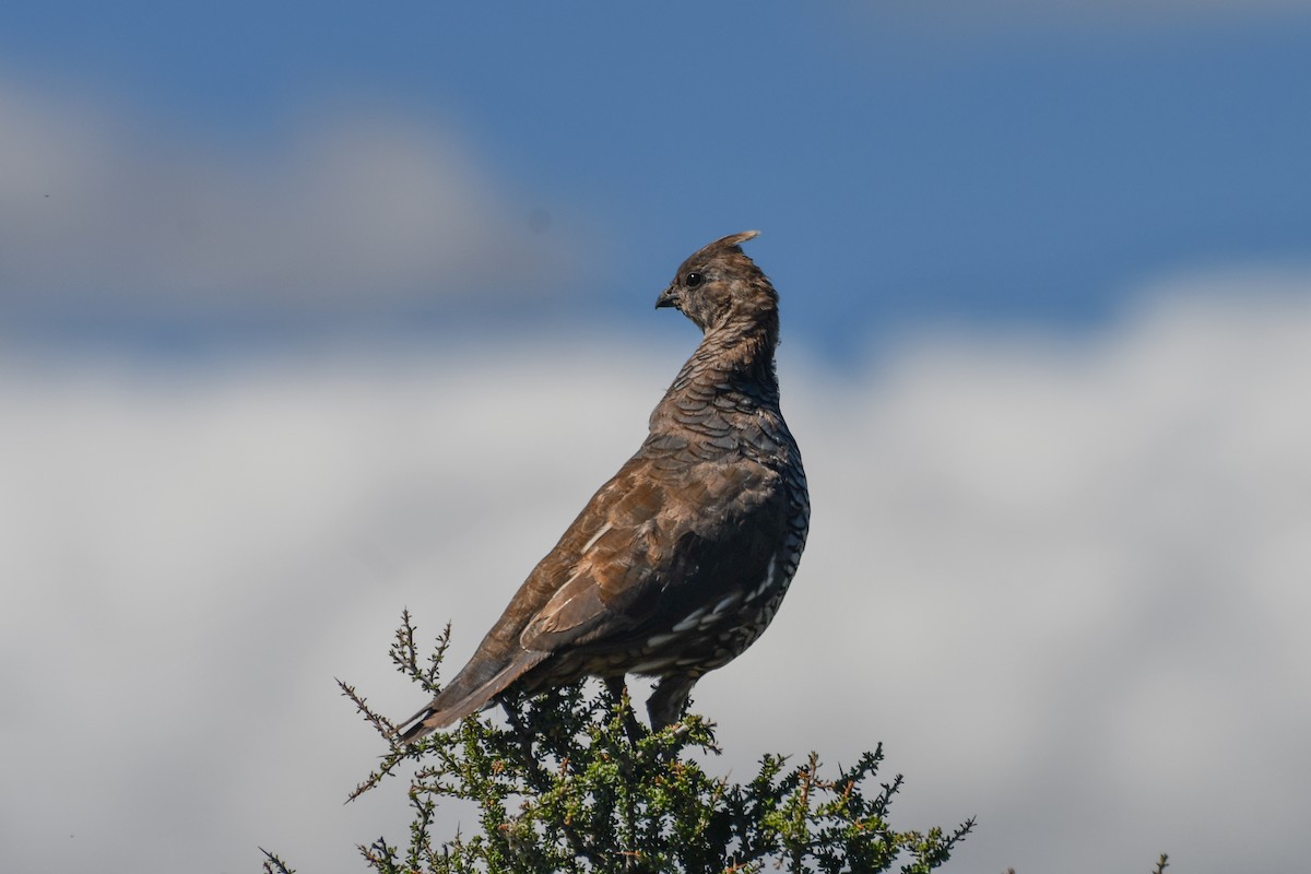 Scaled Quail - ML626523092