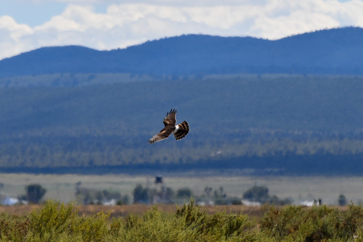 Northern Harrier - ML626523095