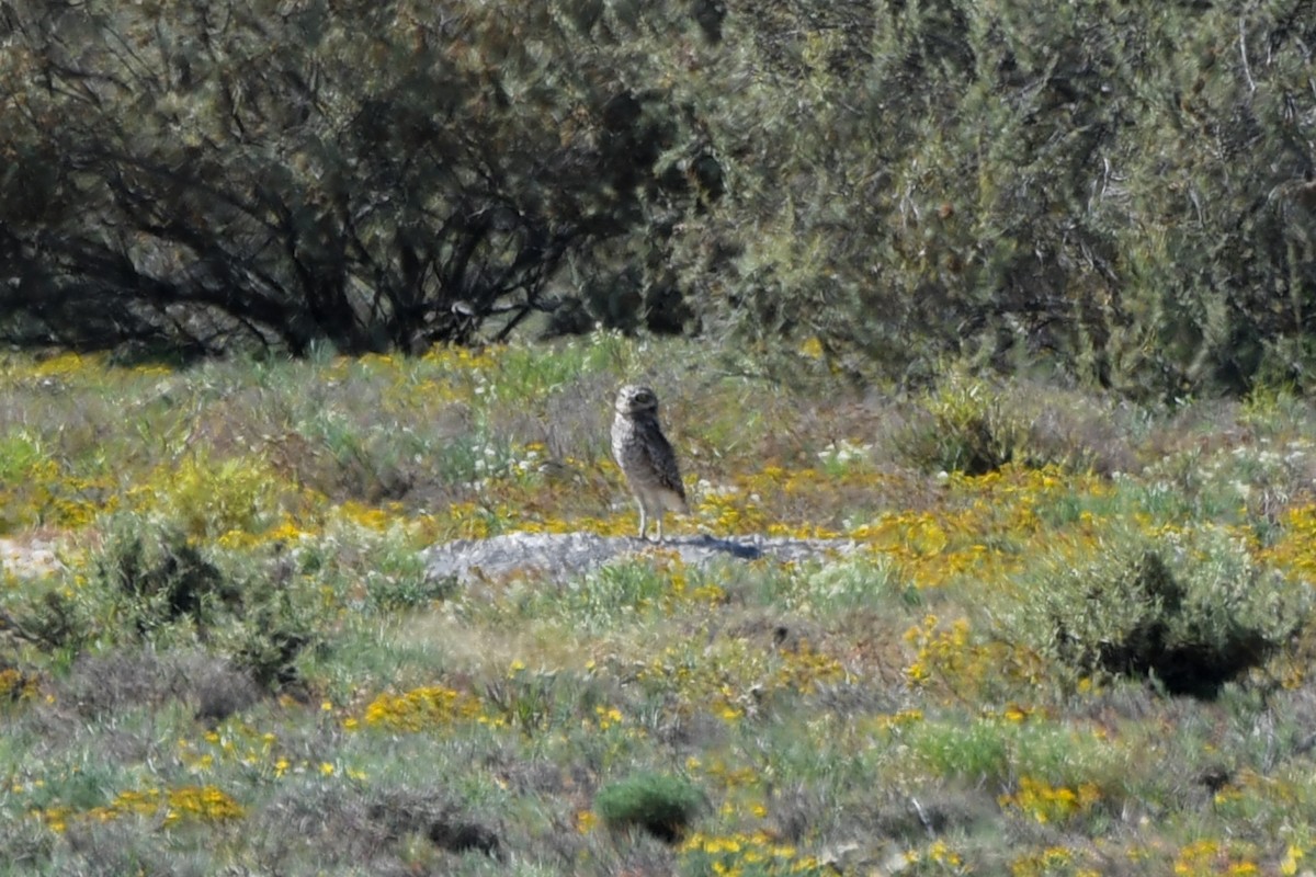 Burrowing Owl - ML626523098