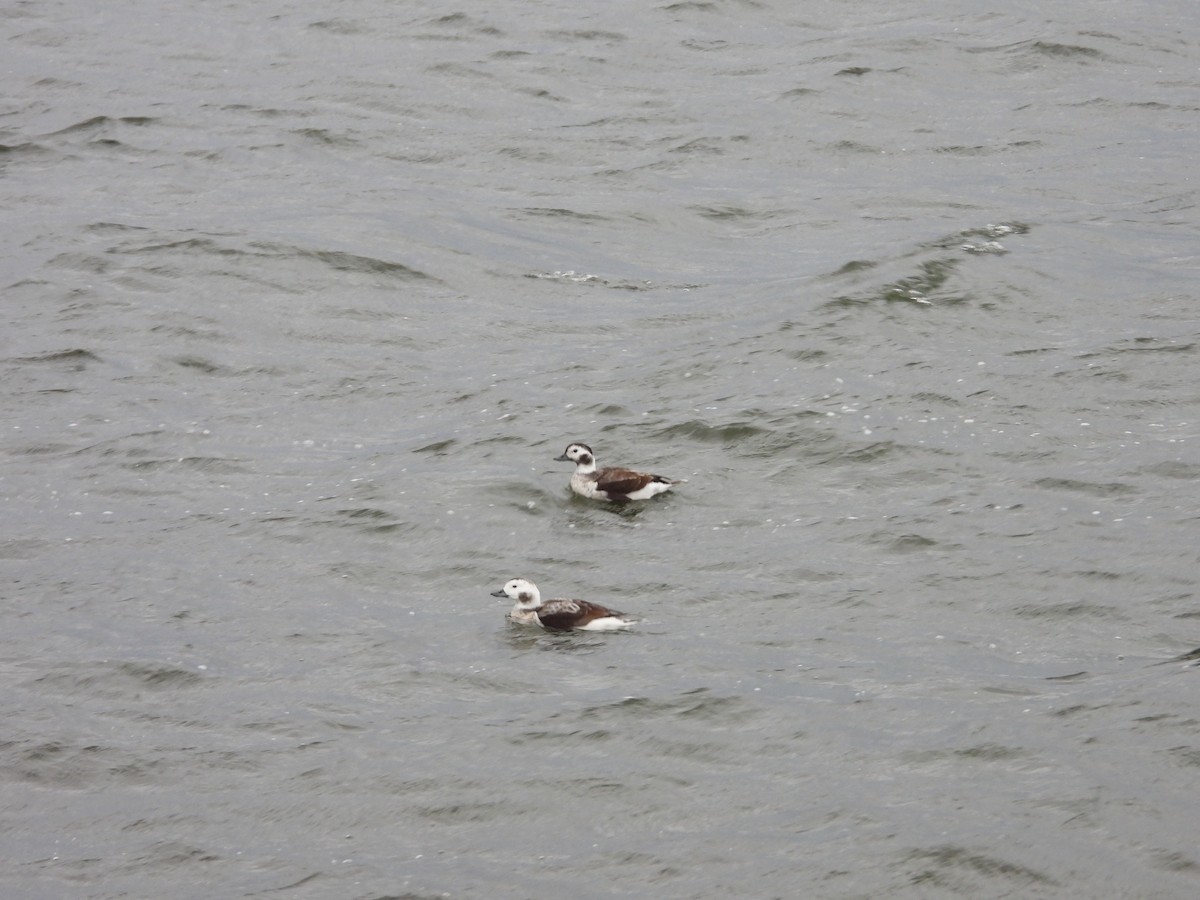 Long-tailed Duck - ML626523099