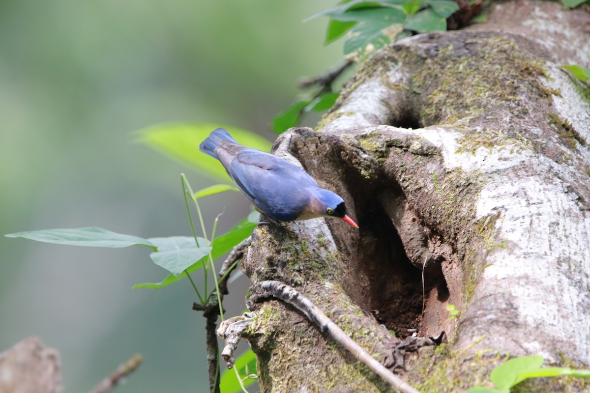 Velvet-fronted Nuthatch - ML626523100