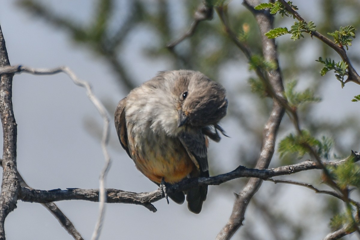 Vermilion Flycatcher - ML626523101