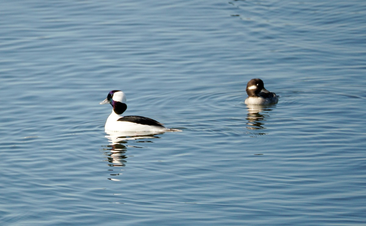 Bufflehead - ML626523102