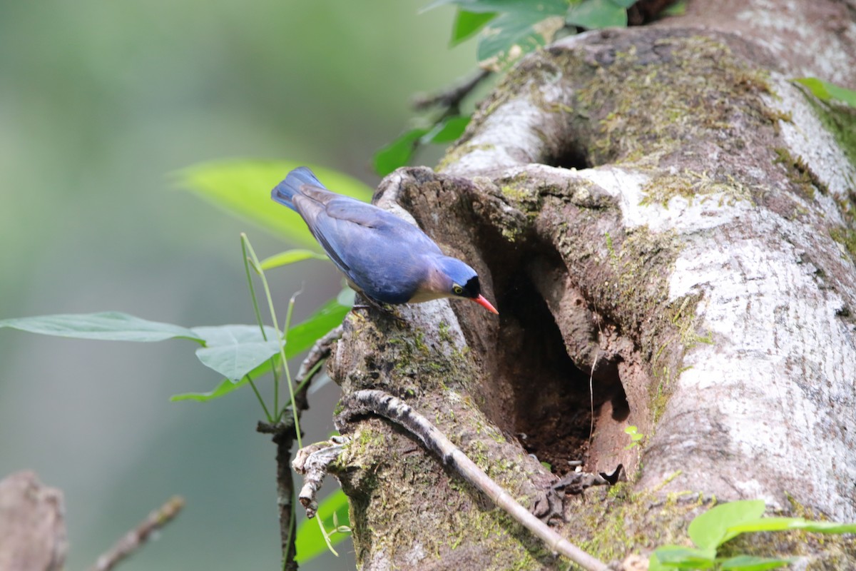 Velvet-fronted Nuthatch - ML626523103