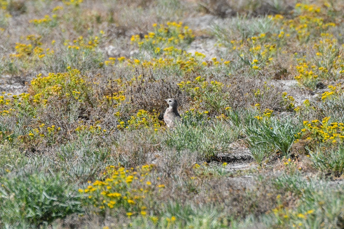 Horned Lark - ML626523104