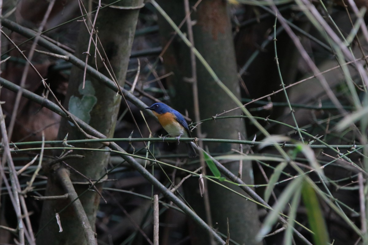 Tickell's Blue Flycatcher - ML626523109