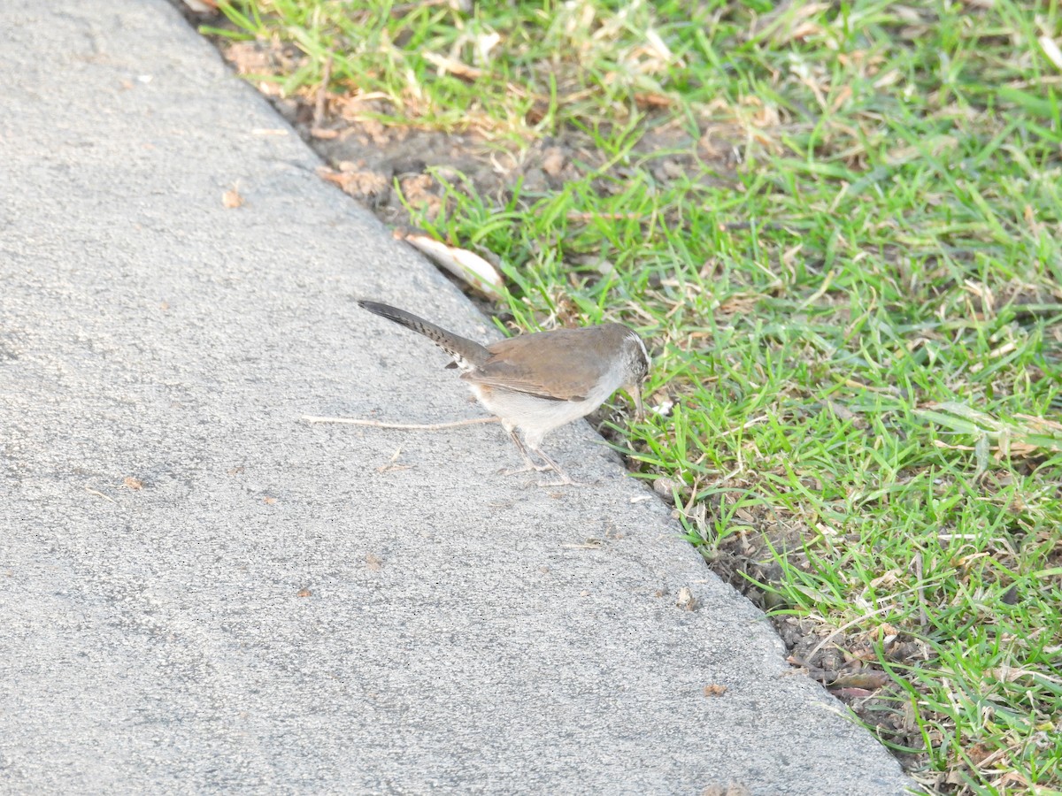 Bewick's Wren - ML626523110