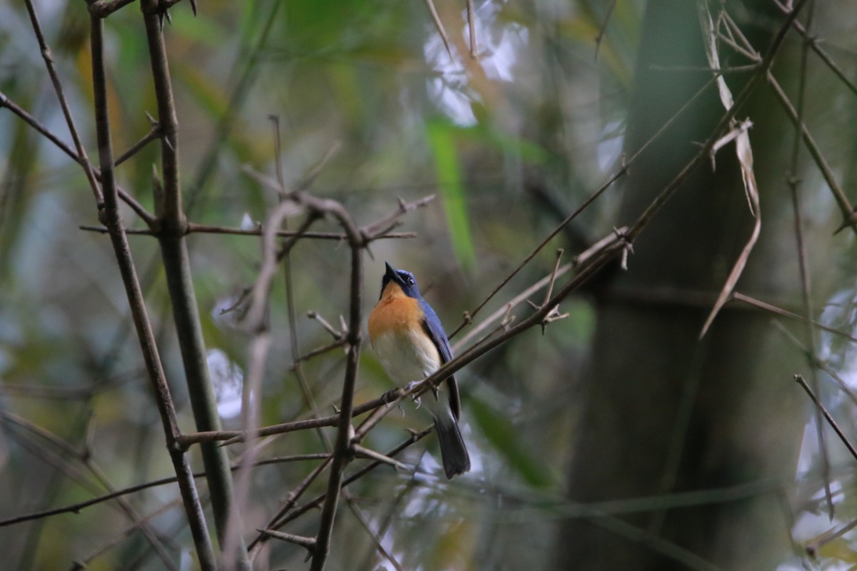 Tickell's Blue Flycatcher - ML626523111