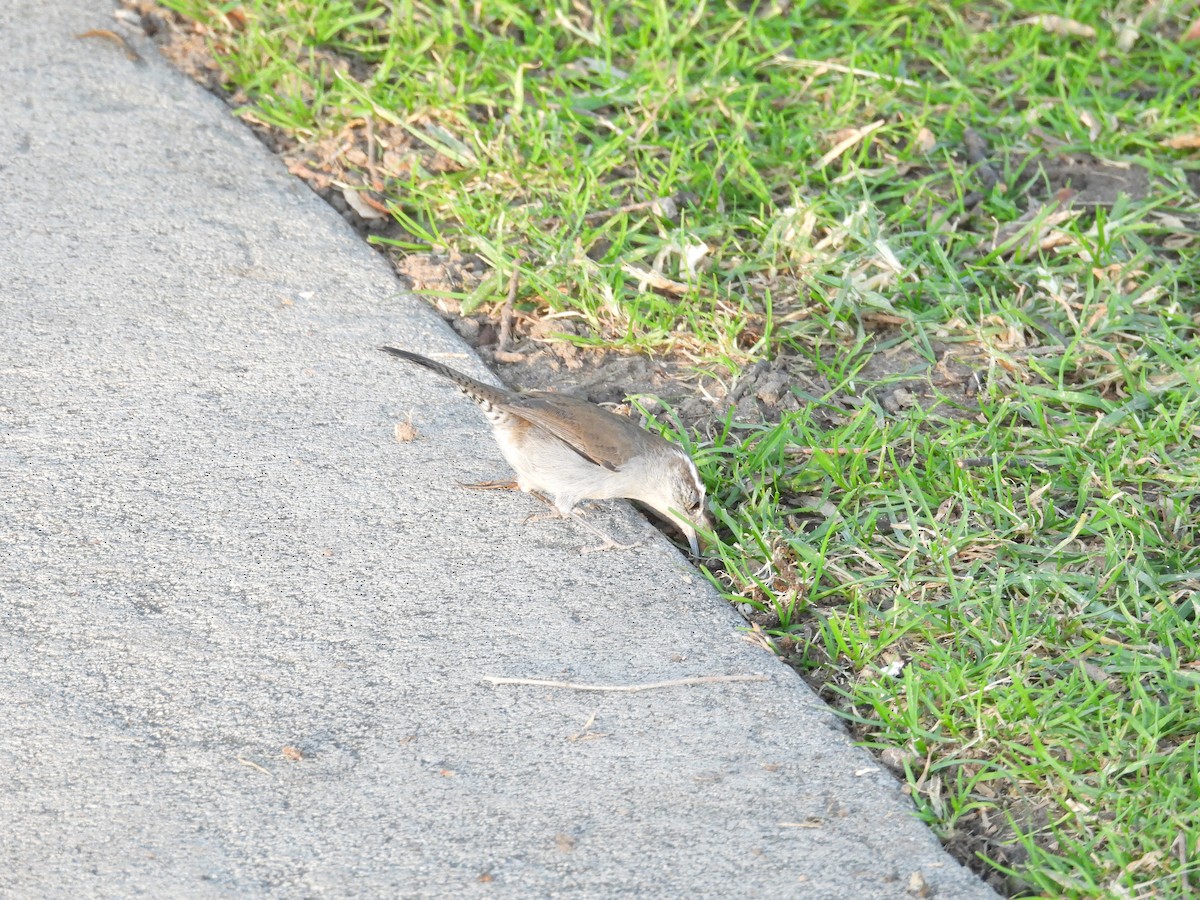 Bewick's Wren - ML626523112