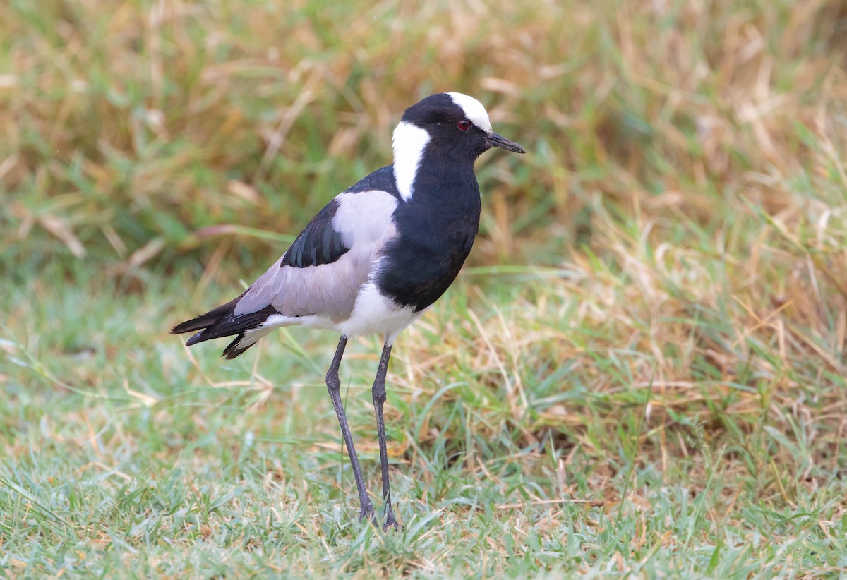 Blacksmith Lapwing - ML626523113