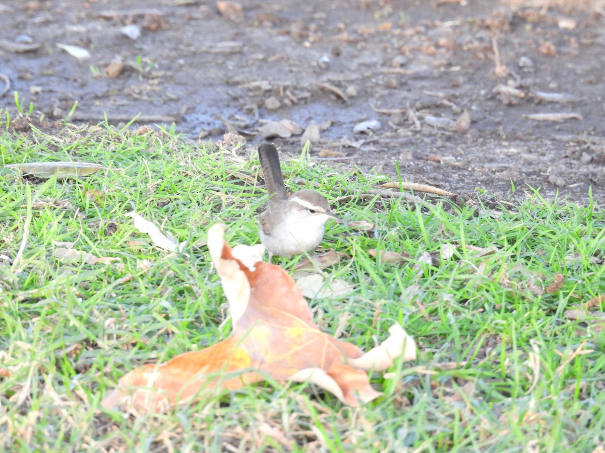 Bewick's Wren - ML626523118