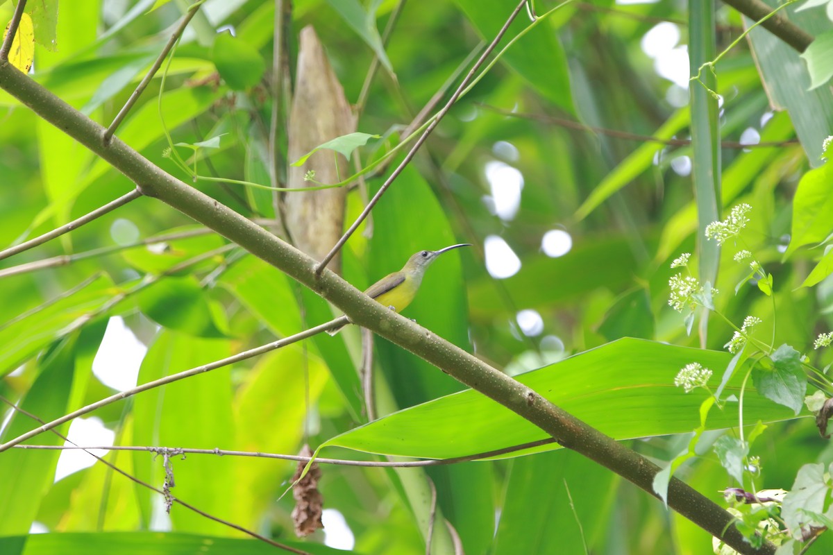 Little Spiderhunter - ML626523119