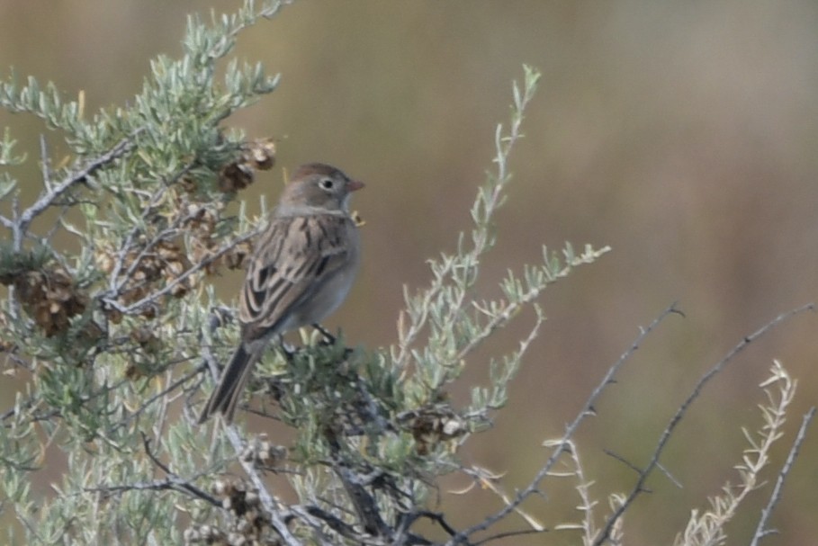 Worthen's Sparrow - ML626523120