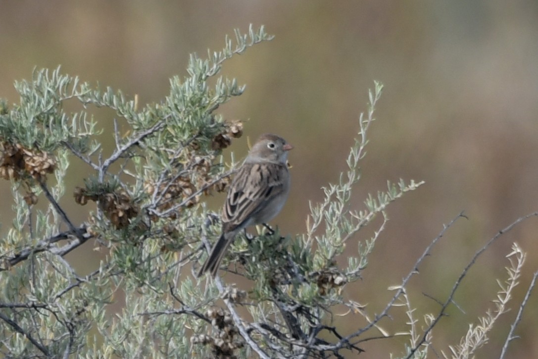 Worthen's Sparrow - ML626523121