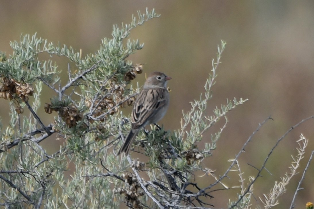 Worthen's Sparrow - ML626523122