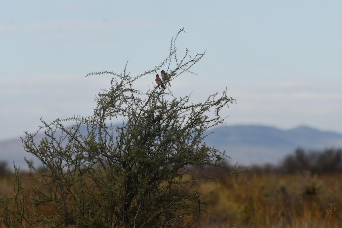 Worthen's Sparrow - ML626523123