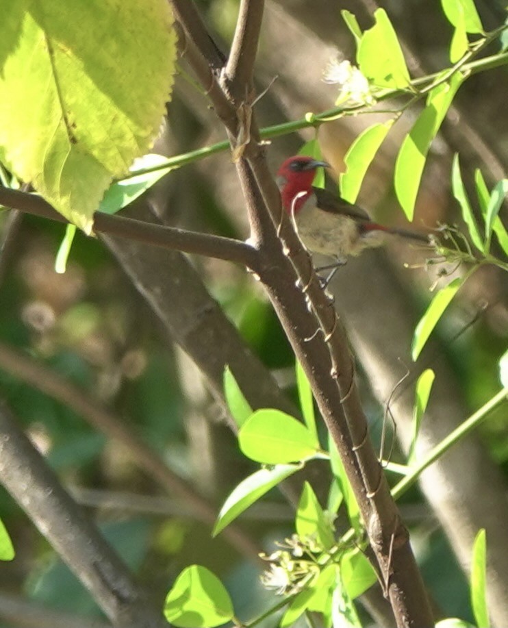 Crimson-hooded Myzomela - ML626523333