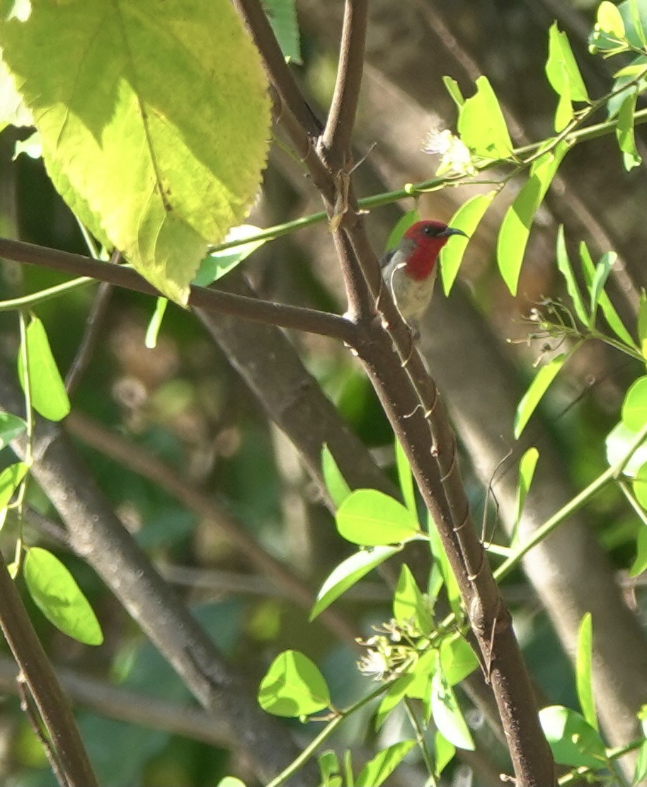 Crimson-hooded Myzomela - ML626523335