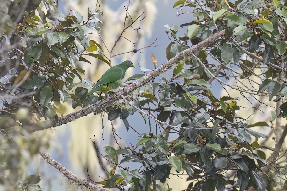 White-breasted Fruit-Dove - ML626523399