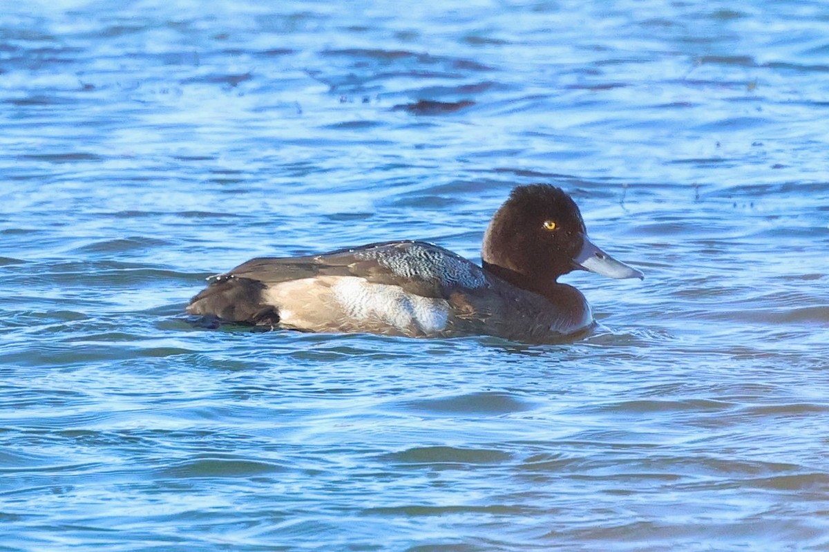 Lesser Scaup - ML626523435