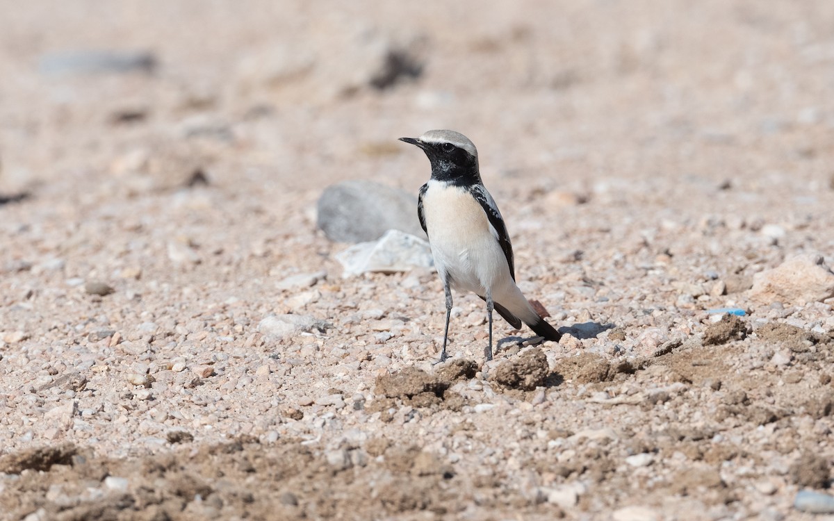 Desert Wheatear - ML626523492