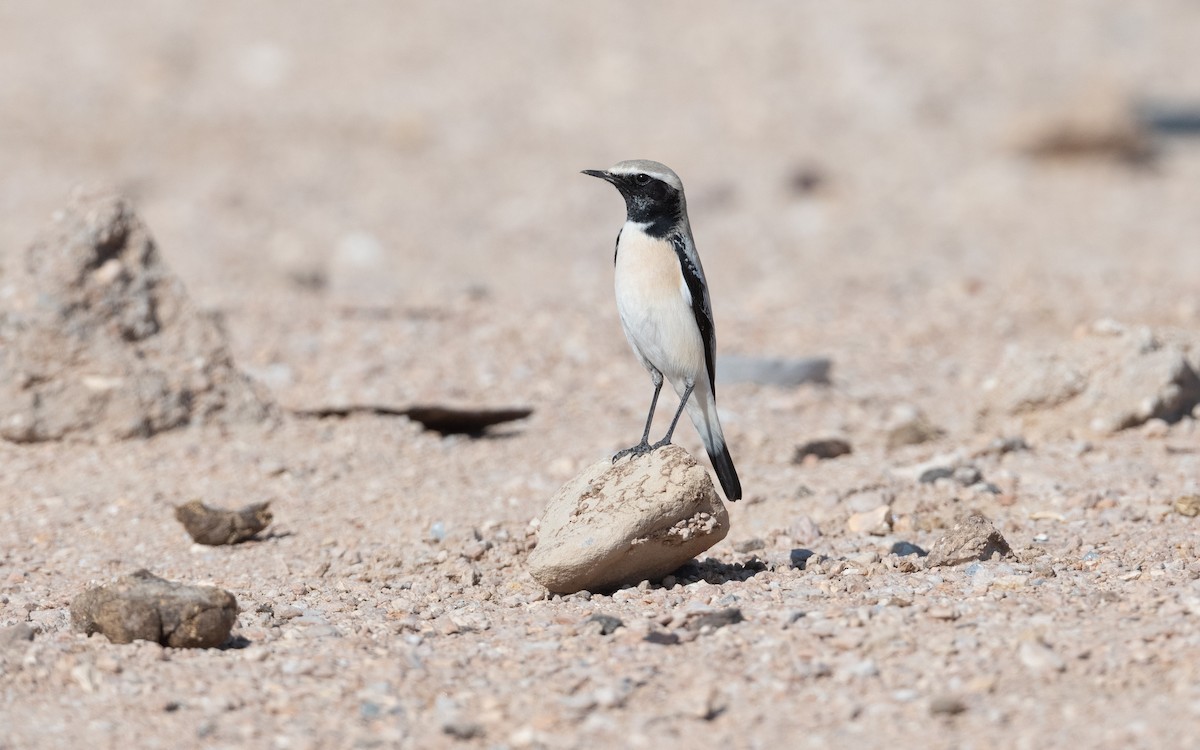 Desert Wheatear - ML626523493