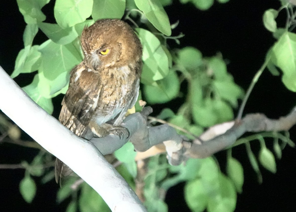 Autillo Moluqueño (tempestatis) - ML626523506