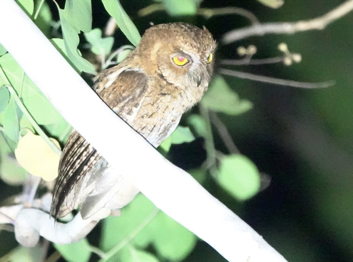 Autillo Moluqueño (tempestatis) - ML626523507