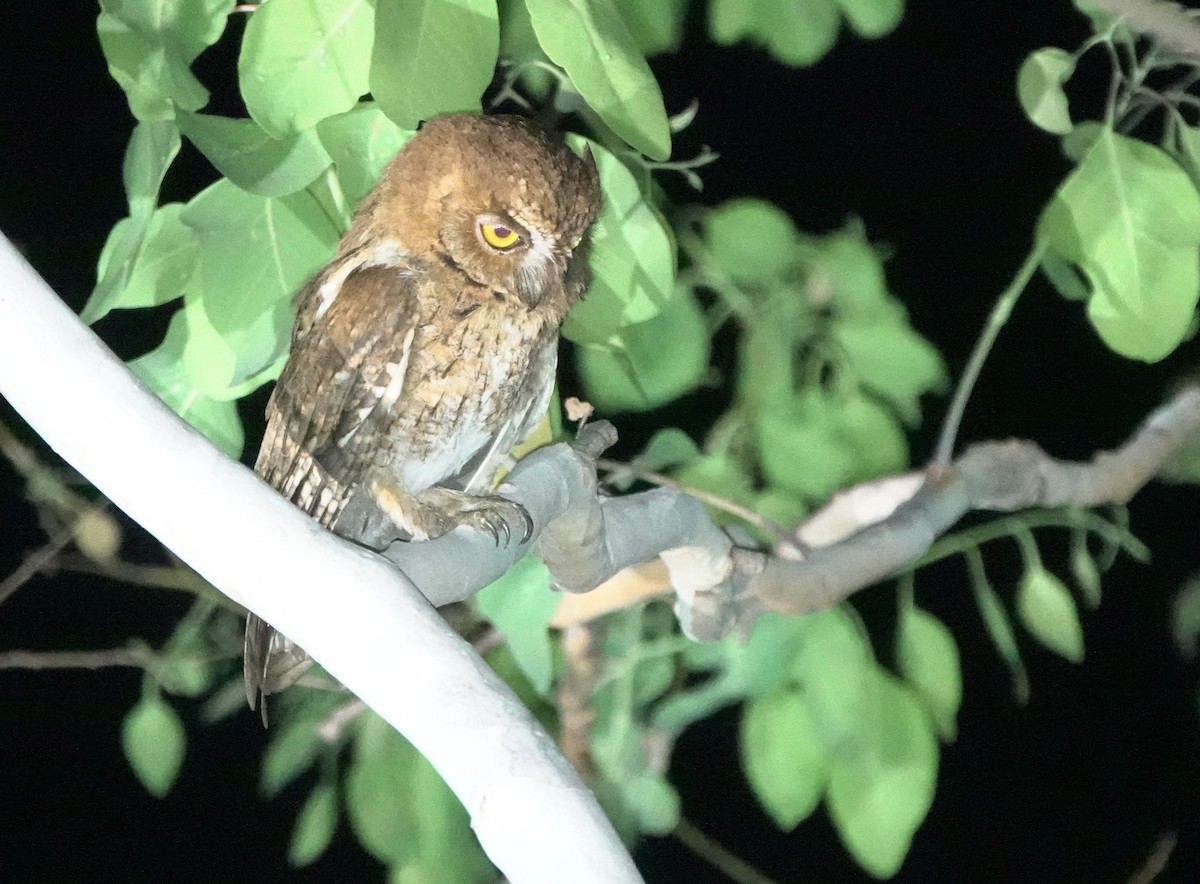 Autillo Moluqueño (tempestatis) - ML626523508