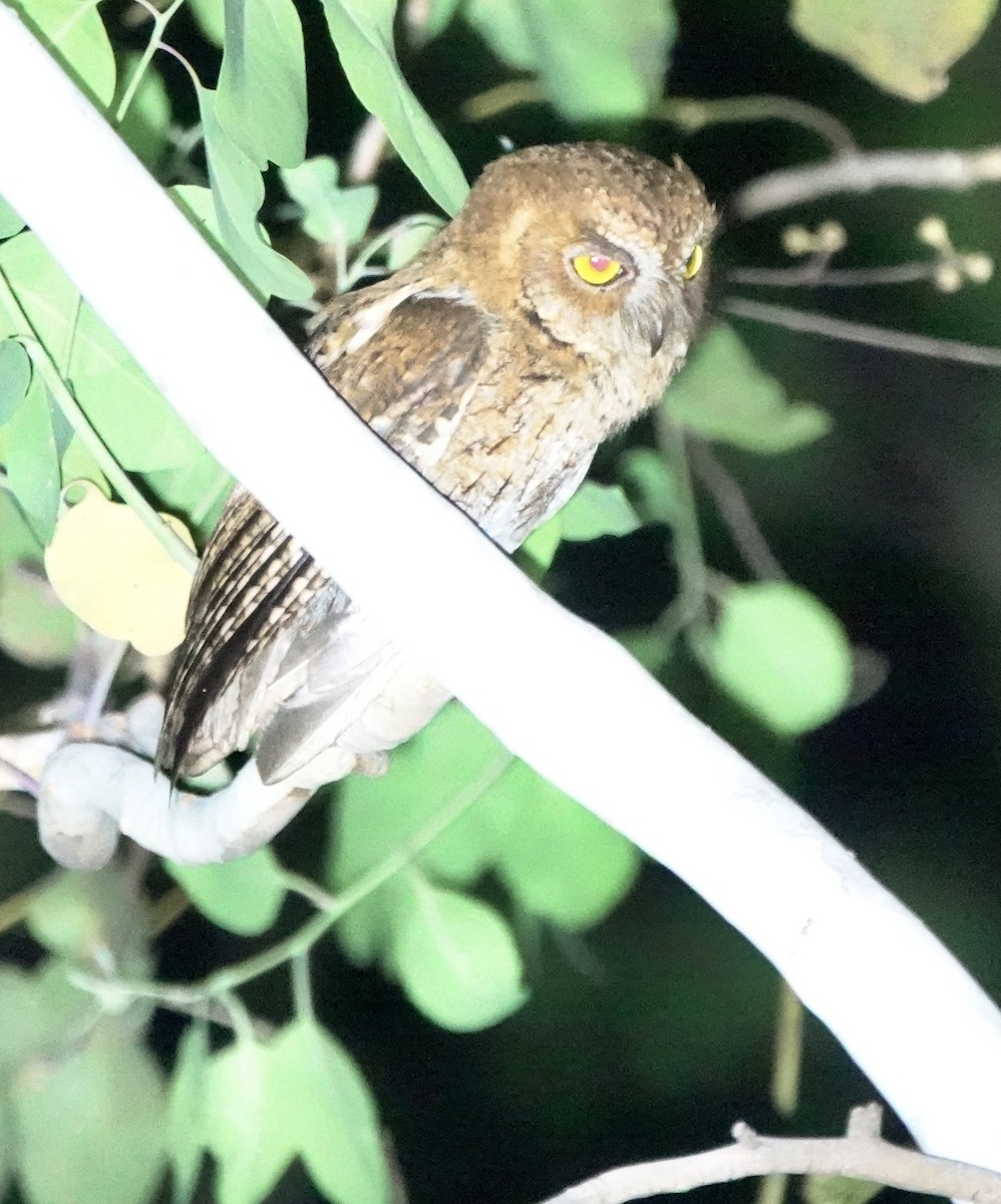 Autillo Moluqueño (tempestatis) - ML626523509