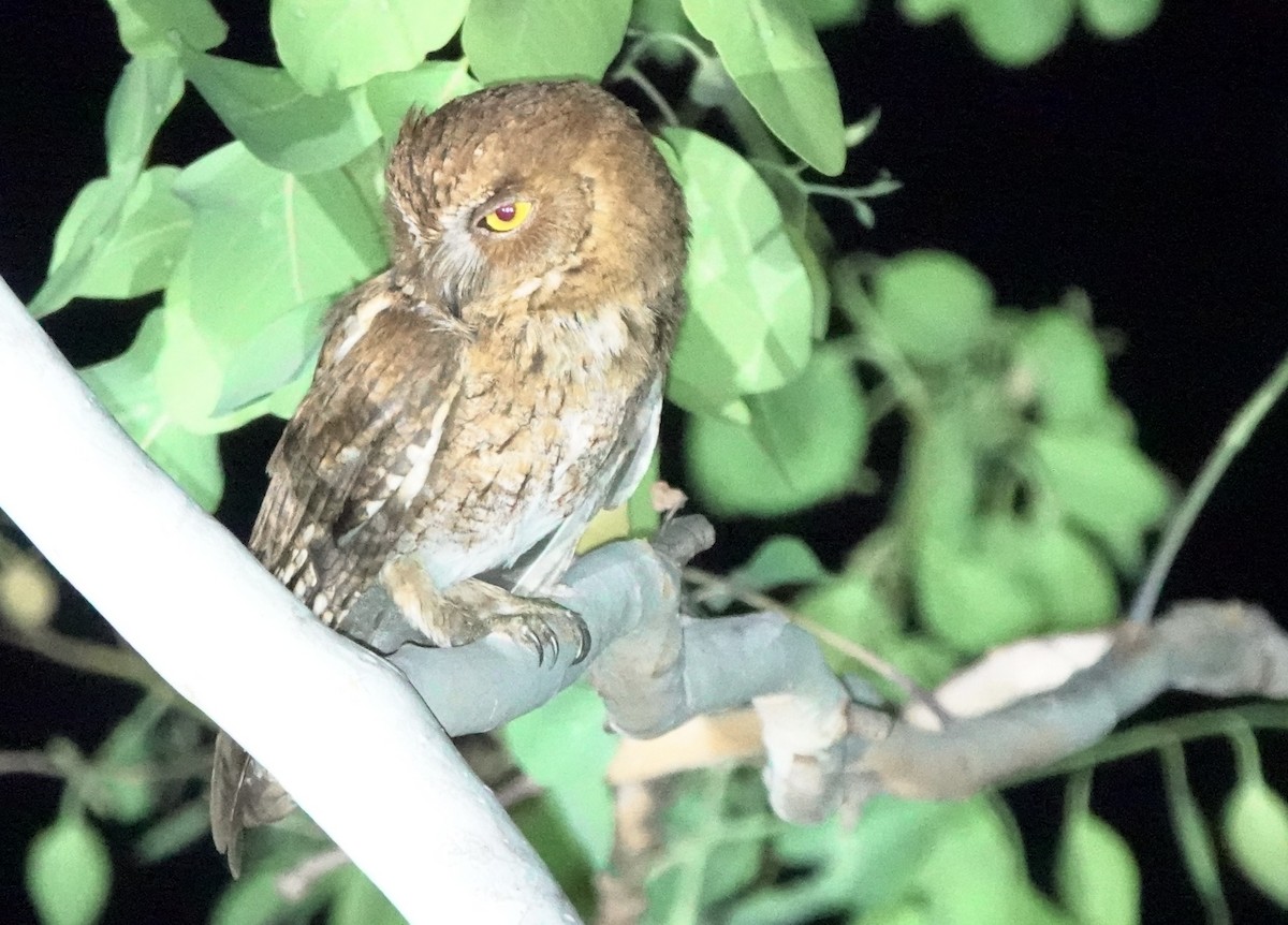 Autillo Moluqueño (tempestatis) - ML626523510