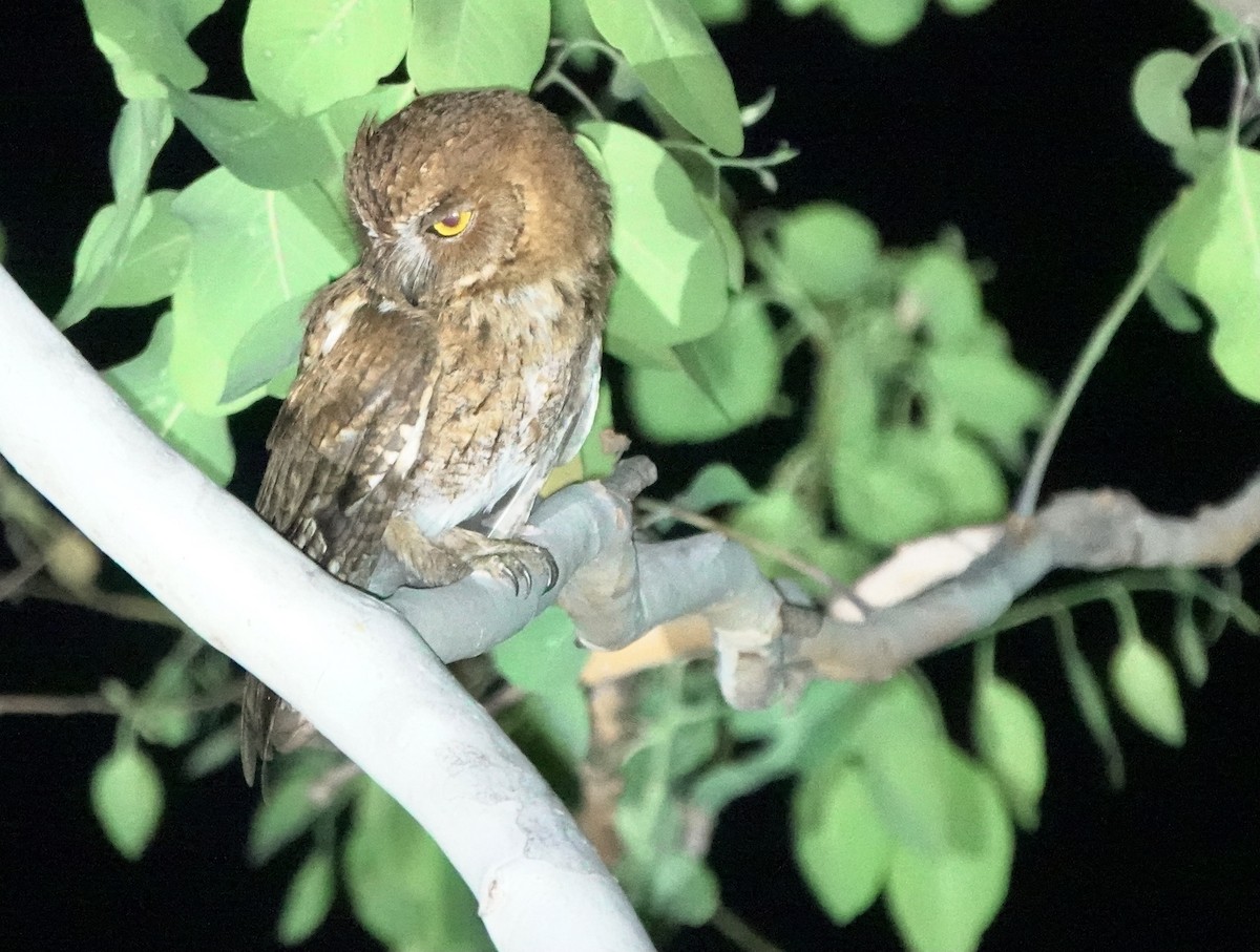 Autillo Moluqueño (tempestatis) - ML626523511