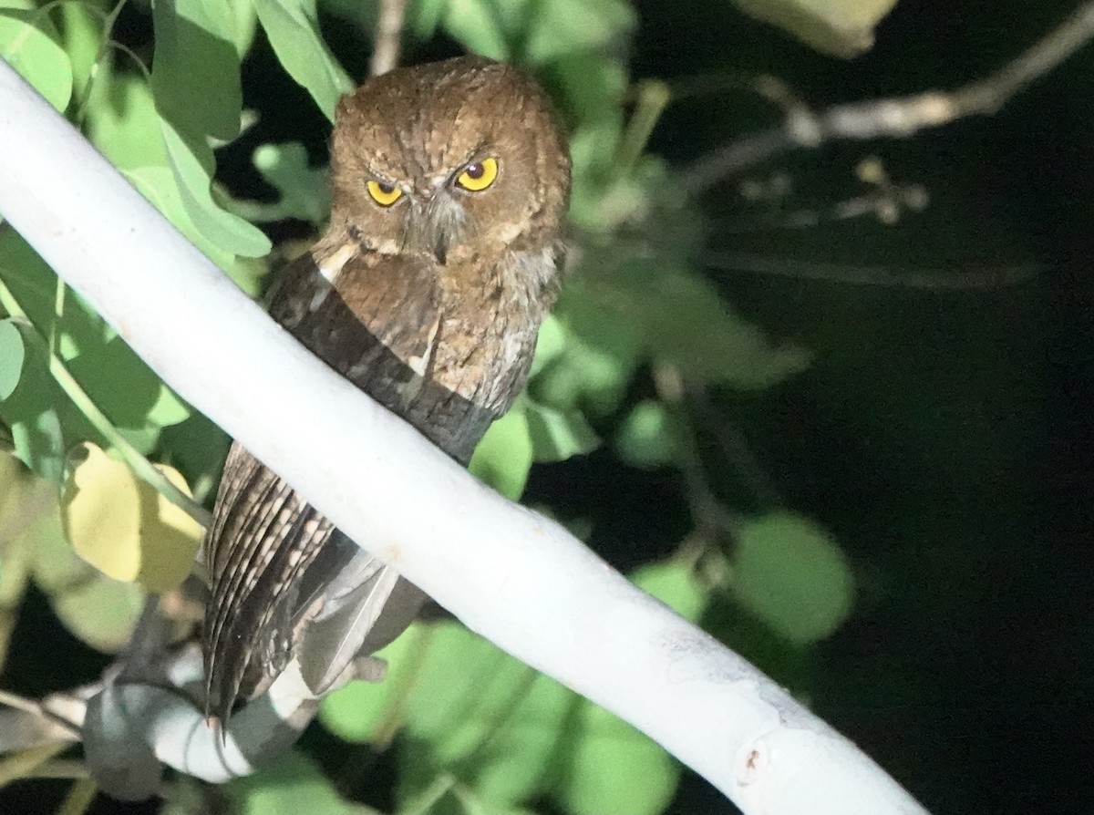 Autillo Moluqueño (tempestatis) - ML626523512