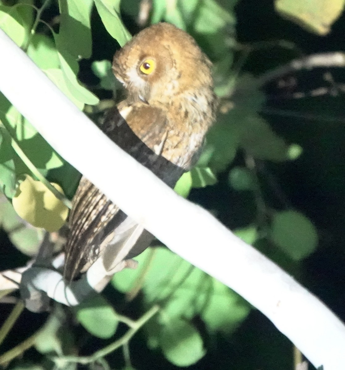 Autillo Moluqueño (tempestatis) - ML626523514