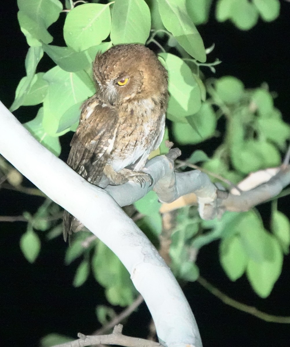 Autillo Moluqueño (tempestatis) - ML626523516